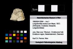 Foto (Objekt + Etikett) von Longodromites excisus (von Meyer, 1857)  (NHMW-GEO-1990-0041-2694)